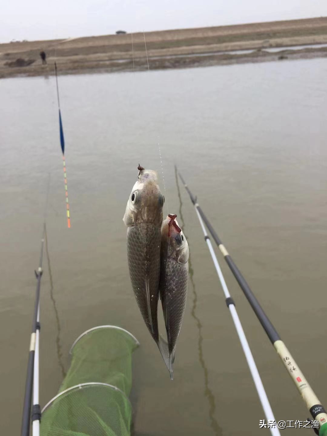 夏季鱼上浮水面该怎么钓,初冬温度升高鱼上浮