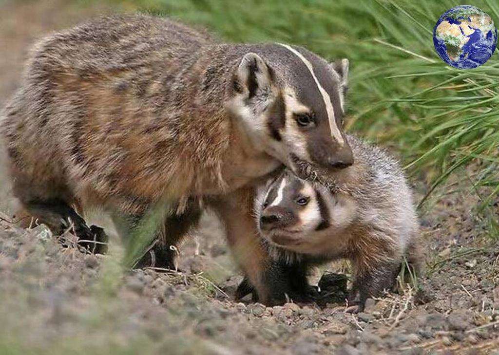 袋獾和狼獾和蜜獾,蜜獾大战野狼