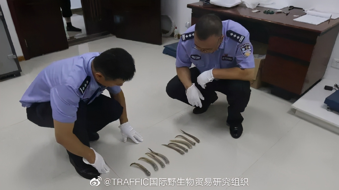 野生动物犯罪数额,收受野生动物量刑标准