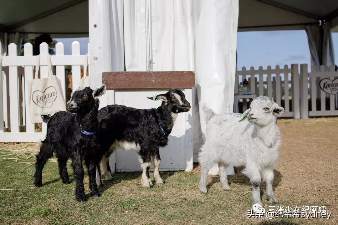 澳洲原装进口奶粉可瑞康,澳洲可瑞康奶粉新包装