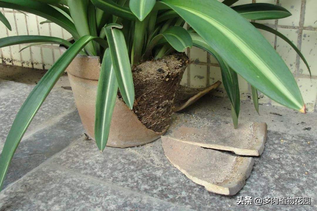 养花土壤板结用什么方法,养花怎么使土壤不板结更肥沃