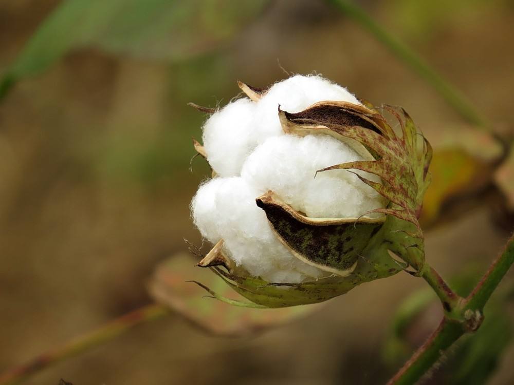 棉麻四件套和纯棉四件套正品,蛋白棉四件套和纯棉四件套哪个好