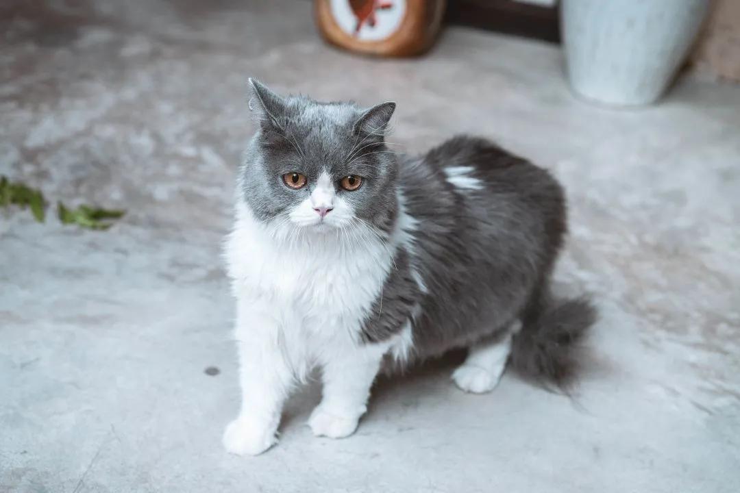 养猫40条常识猫咪生病的症状,新手养猫攻略常见的猫咪疾病篇