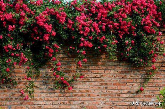 爬藤植物100种,5种爬藤花适合在院子里种植