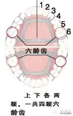 3-6岁儿童警报声,为什么六龄牙容易龋坏