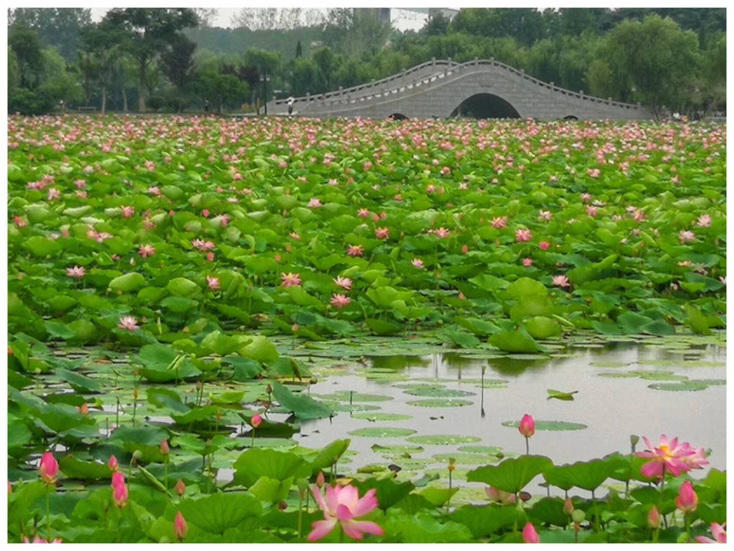 满塘荷花荷叶看着可美了,满塘莲叶荷花美不胜收