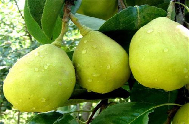 梨树病虫害防治有哪些方法,梨树的病虫防治方法有哪些