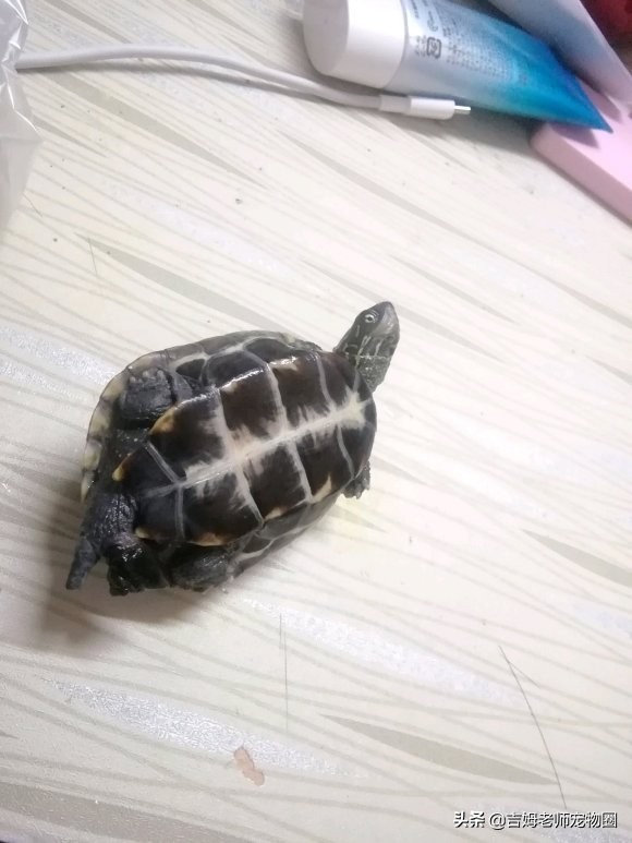龟友的龟生病了,龟友养龟正确方法