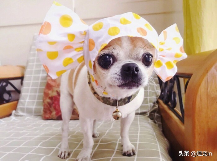 小区狗狗随处大小便怎么办,怎么让狗狗不随地大小便教程