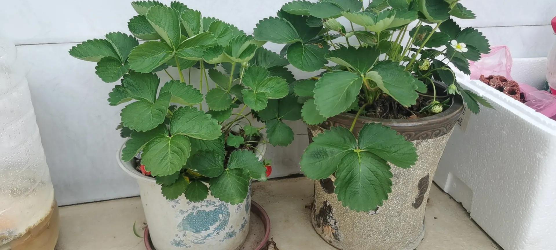 自己沤肥种花种菜的方法,养花用的酵素有哪些