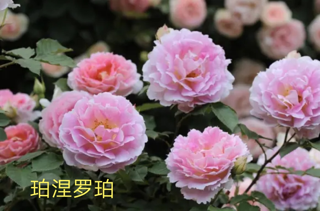 木村卓功推荐的月季,木村卓功月季