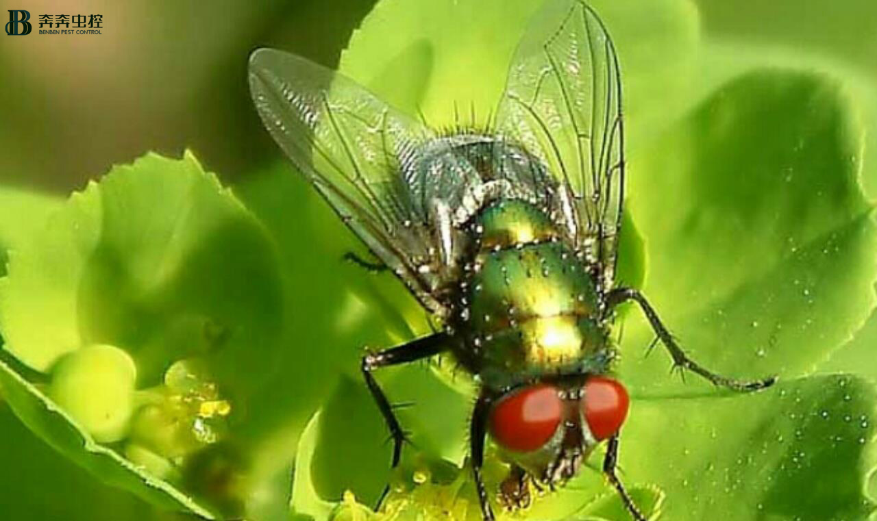 苍蝇来袭怎么办,苍蝇很多怎么驱赶苍蝇