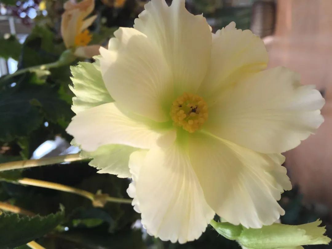 江阴嘉茂国际花鸟园,江阴嘉茂国际花鸟园什么时候再开