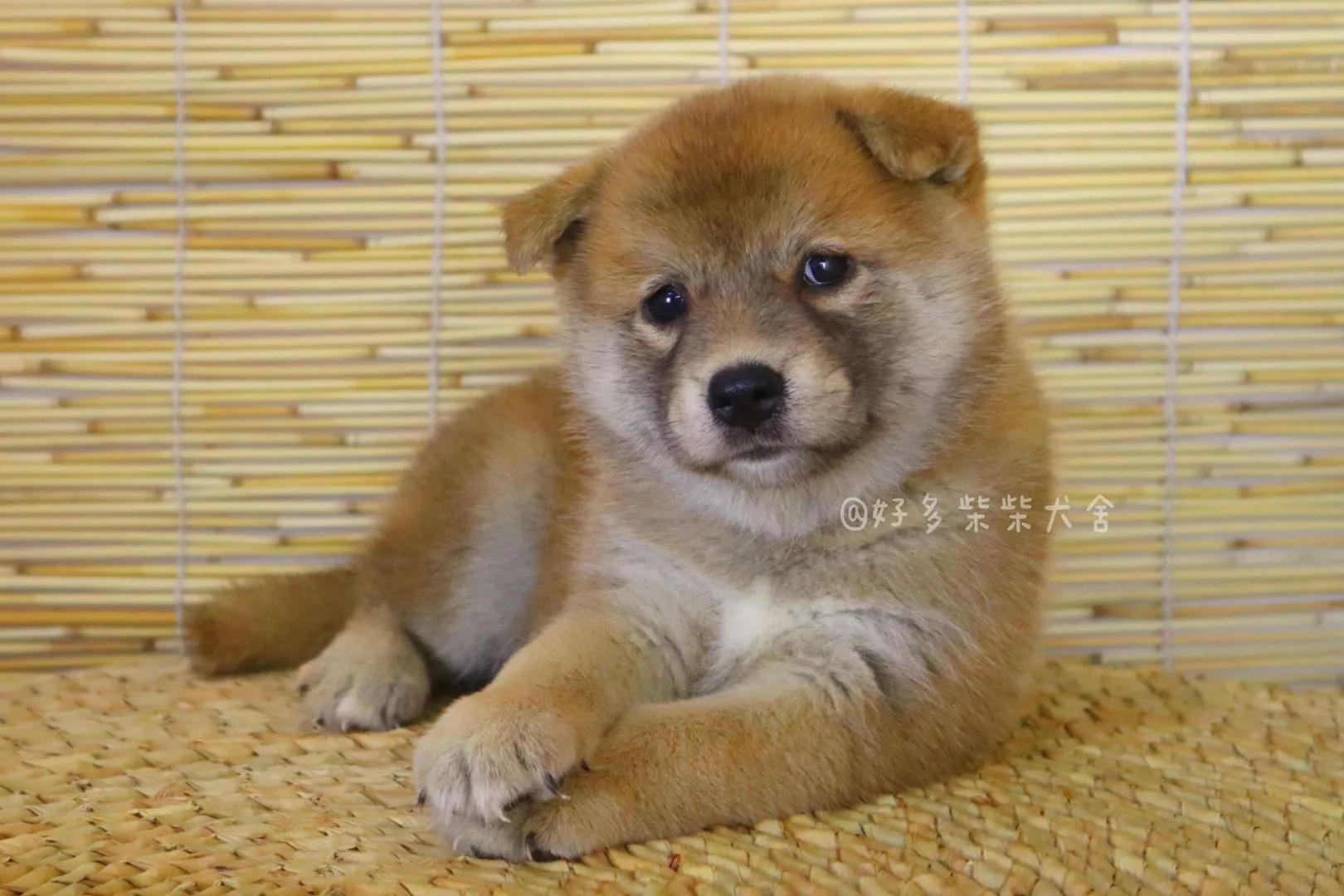 柴犬舍在什么地方,柴柴犬舍靠谱吗