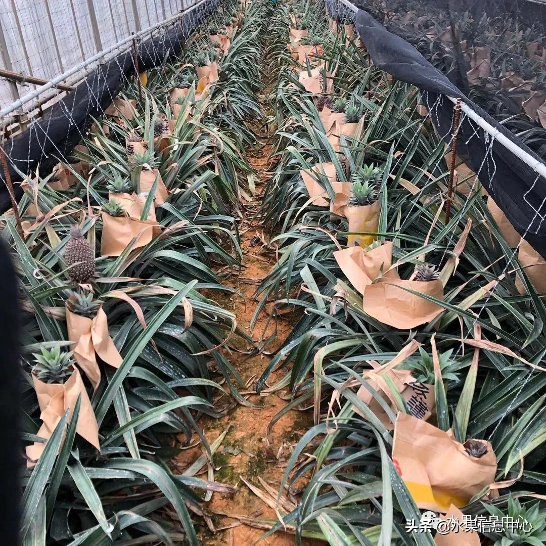 日本进口的菠萝,日本菠萝