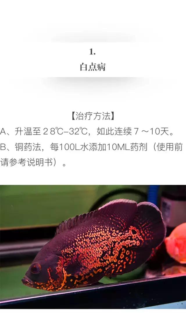 养地图鱼的正确方法,如何养好地图鱼