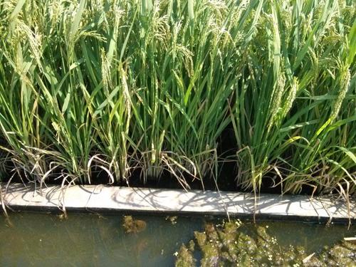 种植水稻井水能直接灌吗,井水灌溉对水稻的不利影响