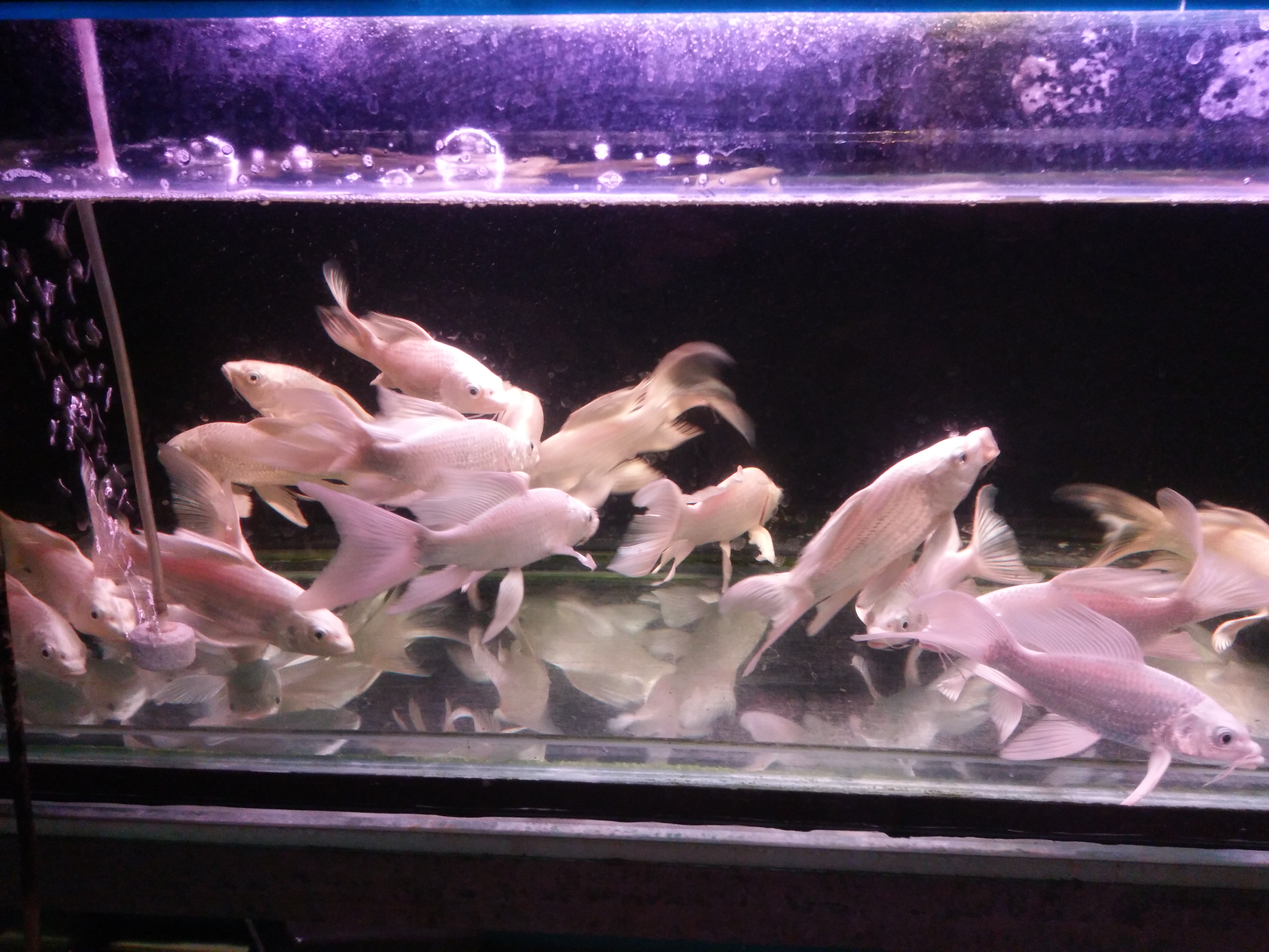 养冷水鱼需不需要使用灯光,加温饲养的鱼