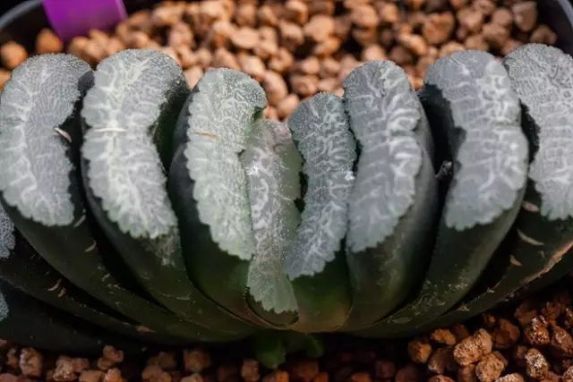 水晶的多肉植物有哪些品种,像水晶的多肉植物图片