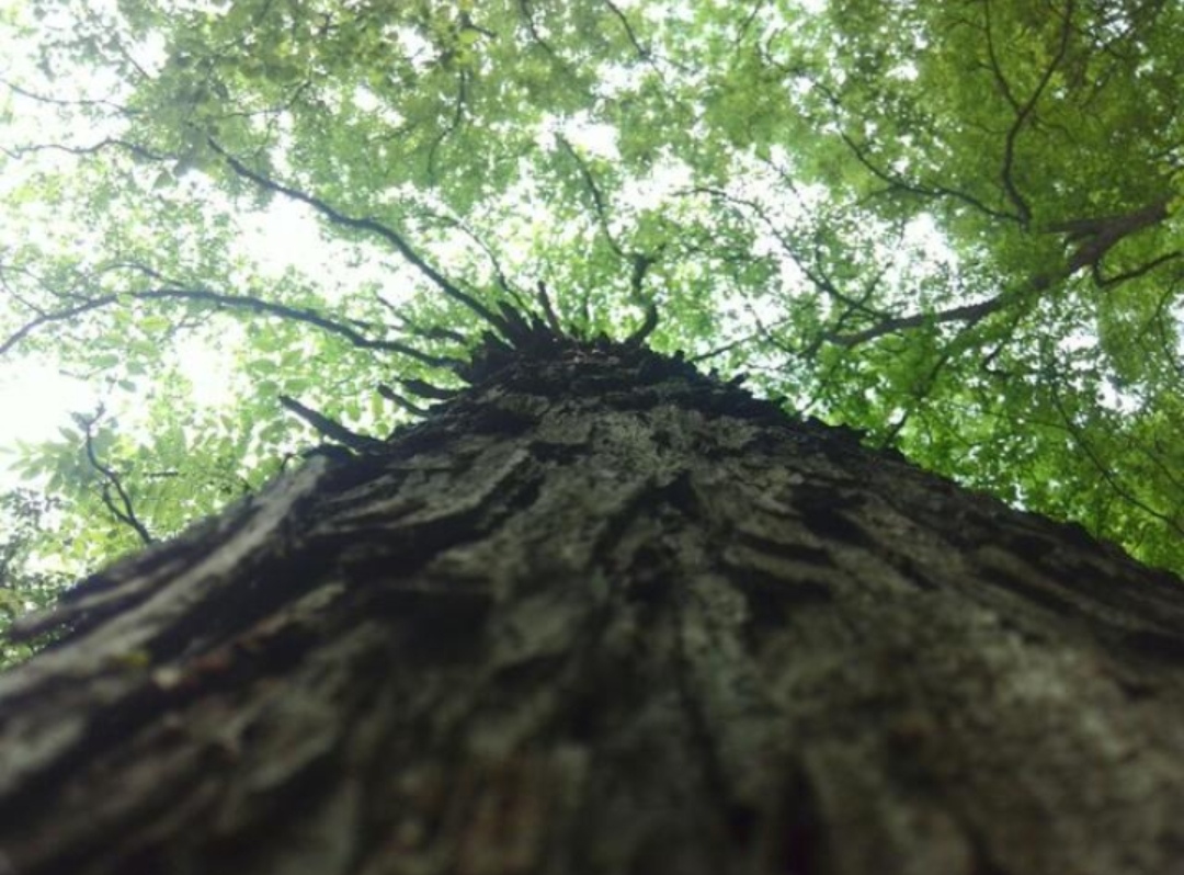 南召宝天曼地质公园,宝天曼内乡地质公园