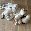 我差一点，让猫咪痛失乳头