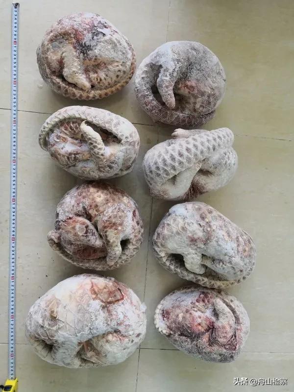 非法收购野生保护动物,非法收购野生陆生动物罪