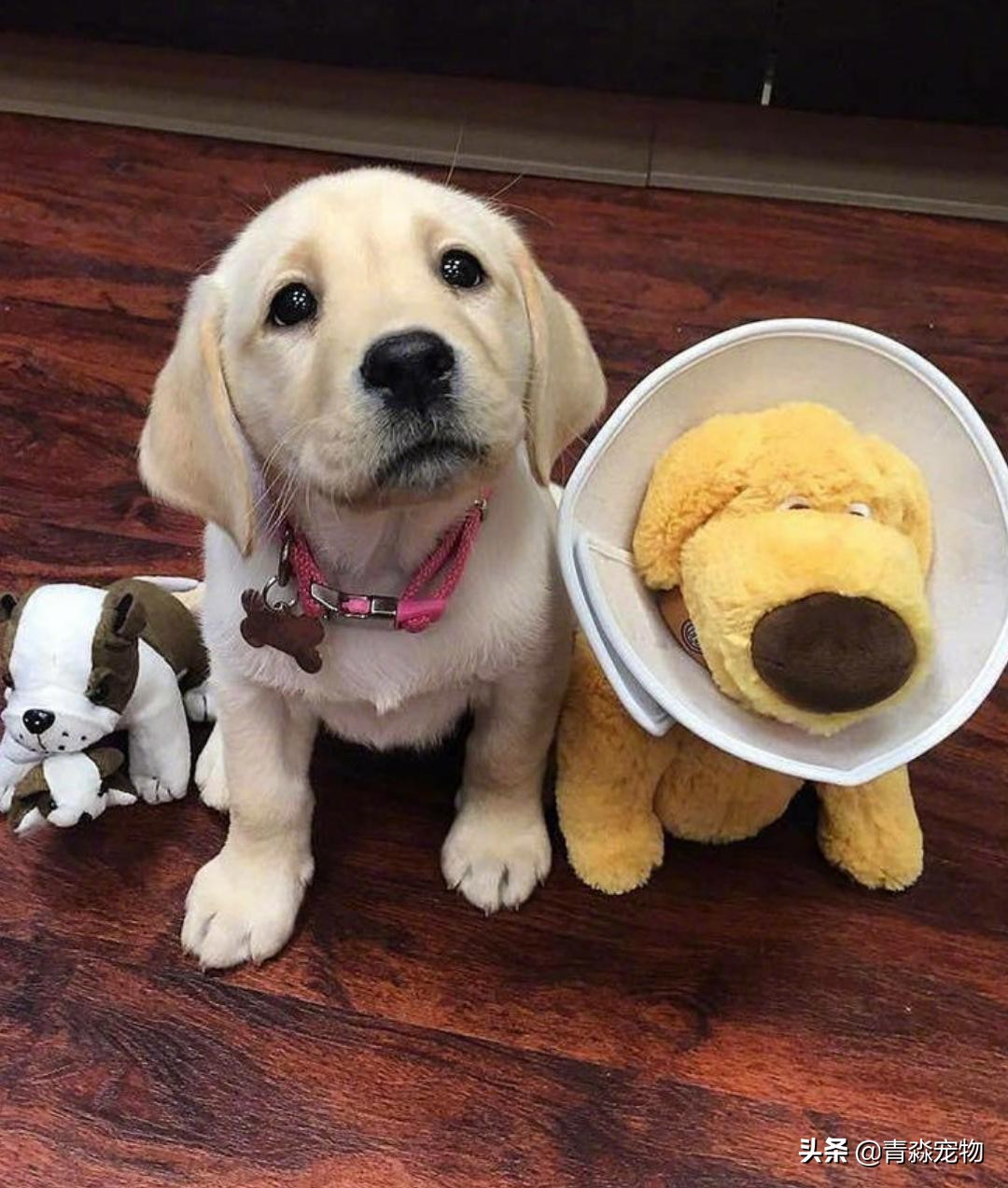 宠狗注意事项,宠兽小知识大全