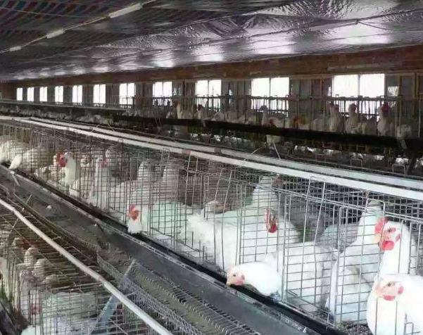 想开个养鸡场需要办什么手续,全自动养鸡场建设成本