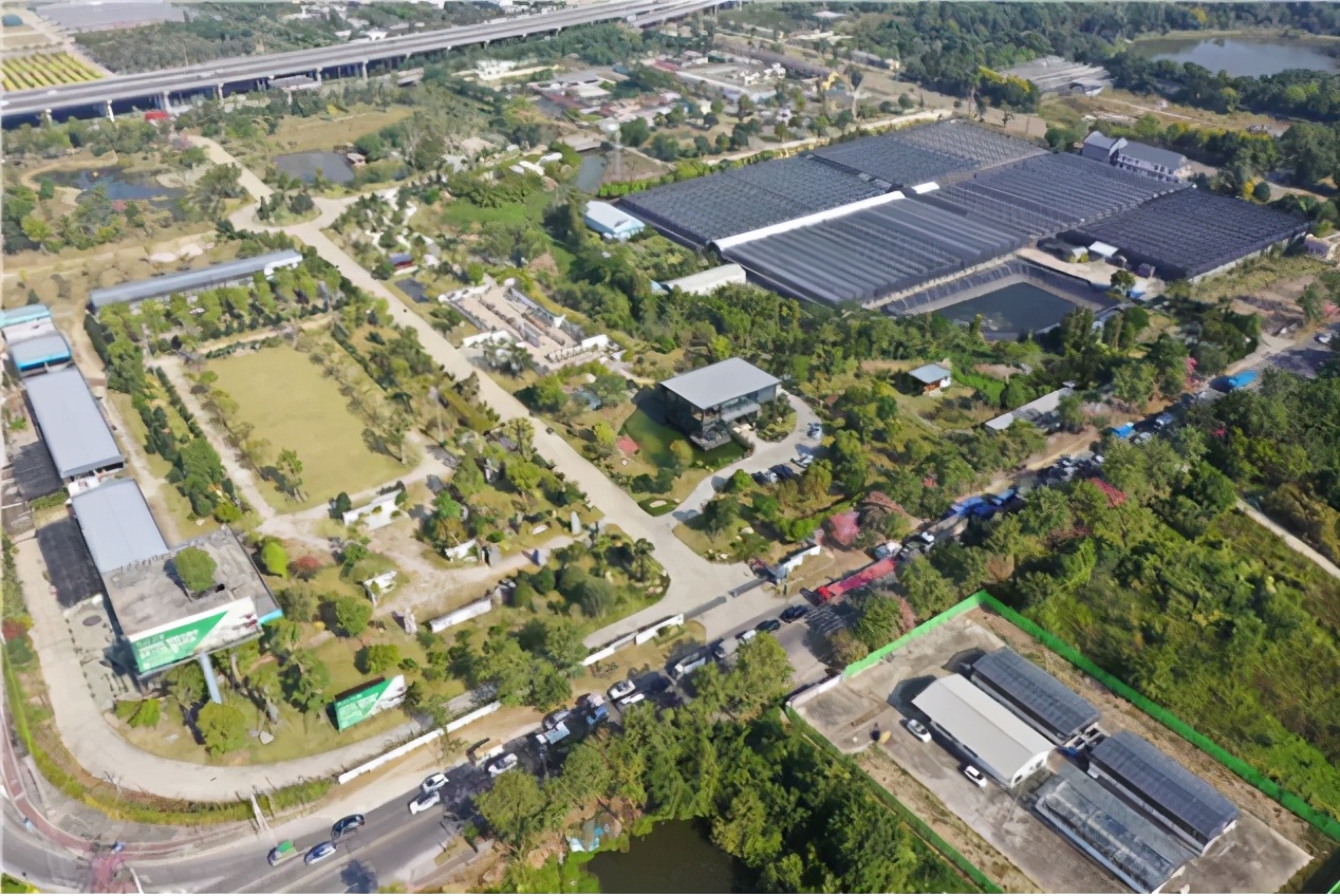 花木城：让盆景走进千家万户，尽显芳华