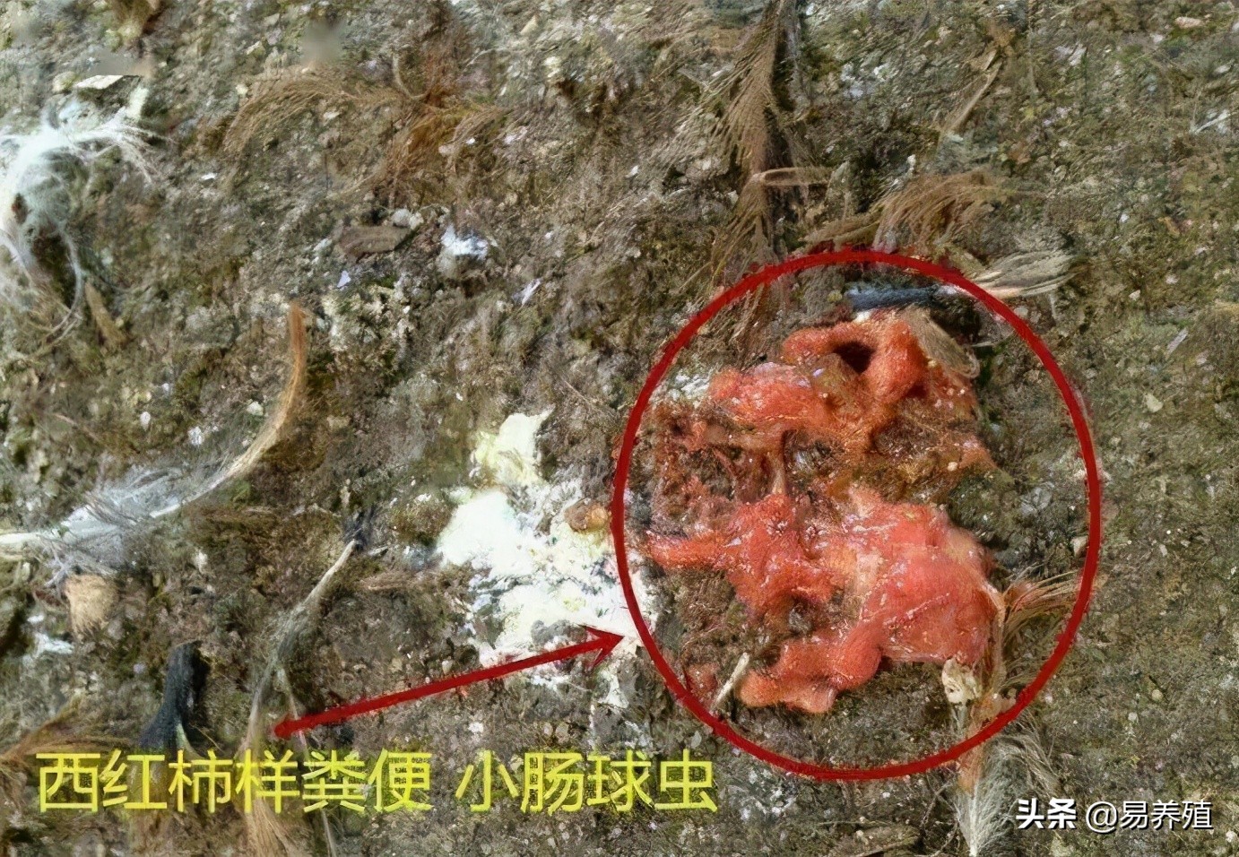 鸡拉红浓屎怎么治,鸡拉绿色稀粪最快解决方法