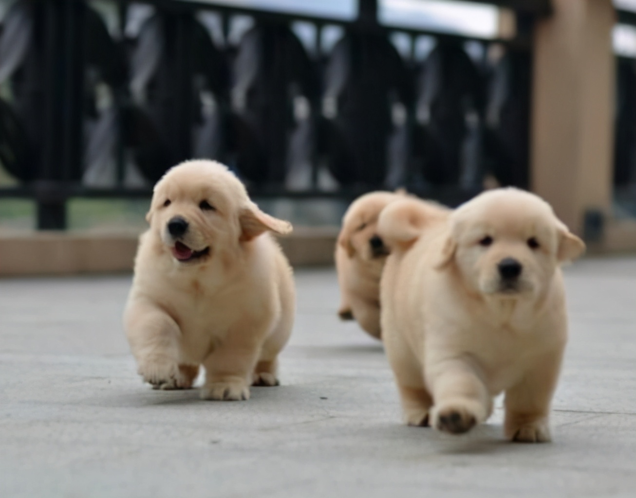 新手铲屎官金毛,新手铲屎官如何挑选健康的猫咪