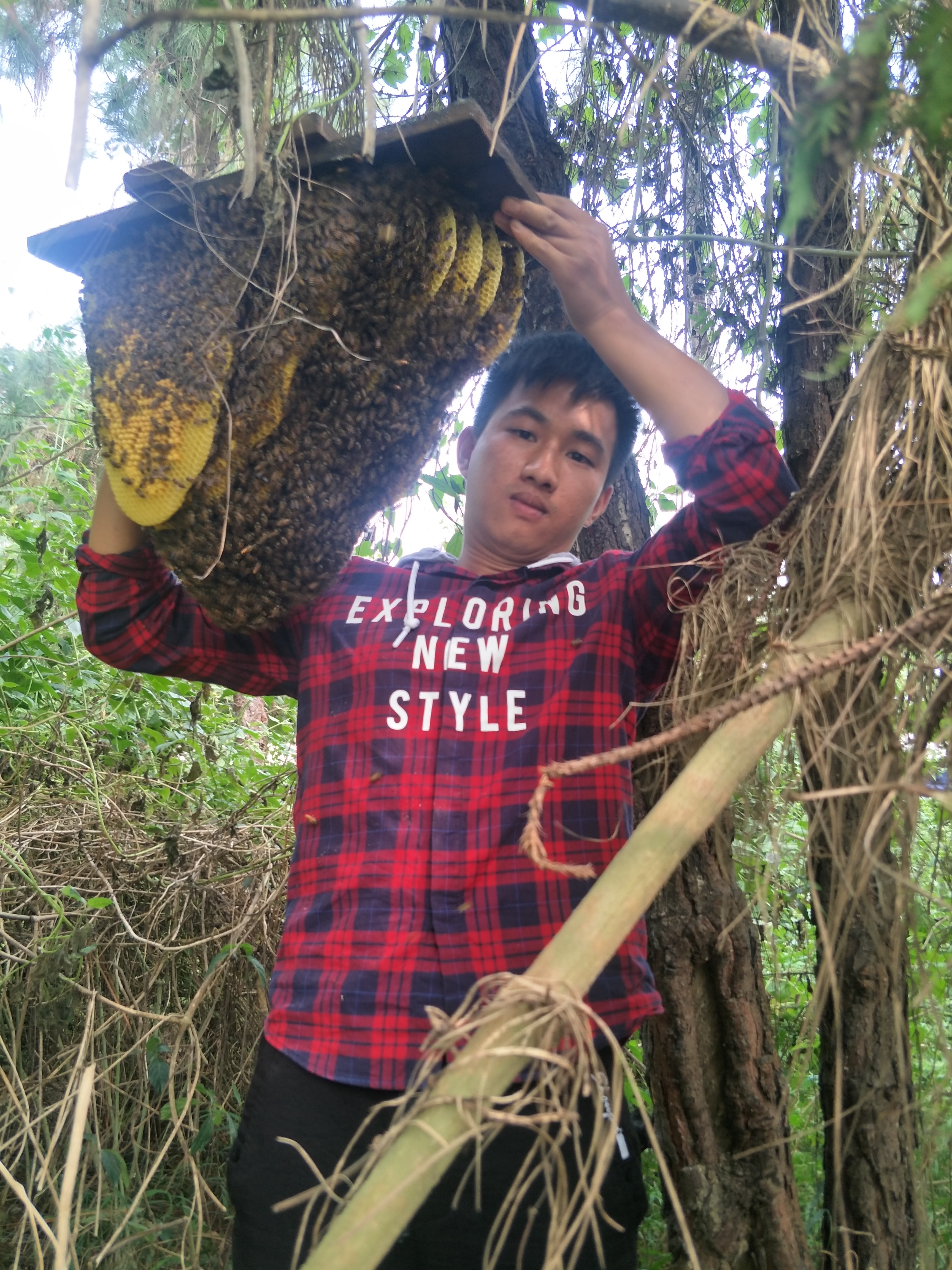 教你诱蜂养蜂技巧,30年养蜂经验和寻蜂技巧