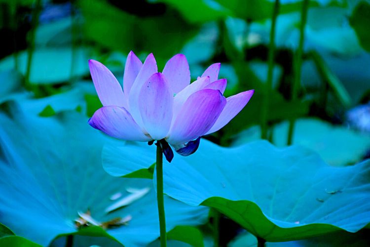 洛阳中国国花园荷花,洛阳国花园的荷花