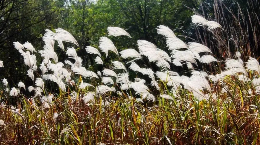 漫天香氛醉人~杭州的秋天从不让人失望!13个地方,秒出大片