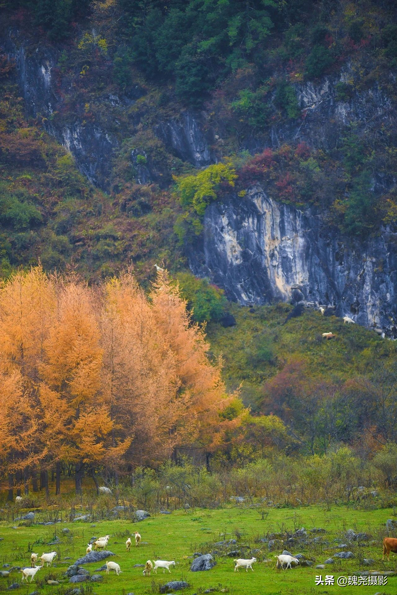 留坝秦岭之夜,留坝秦岭森林公园