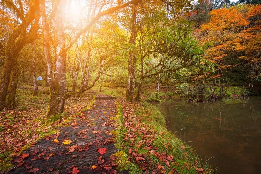 成都自驾百里杜鹃旅游攻略,万亩杜鹃花在青山幽谷