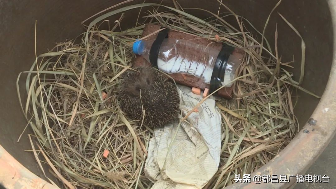 都昌县西源乡村民主动救护一只受惊的刺猬