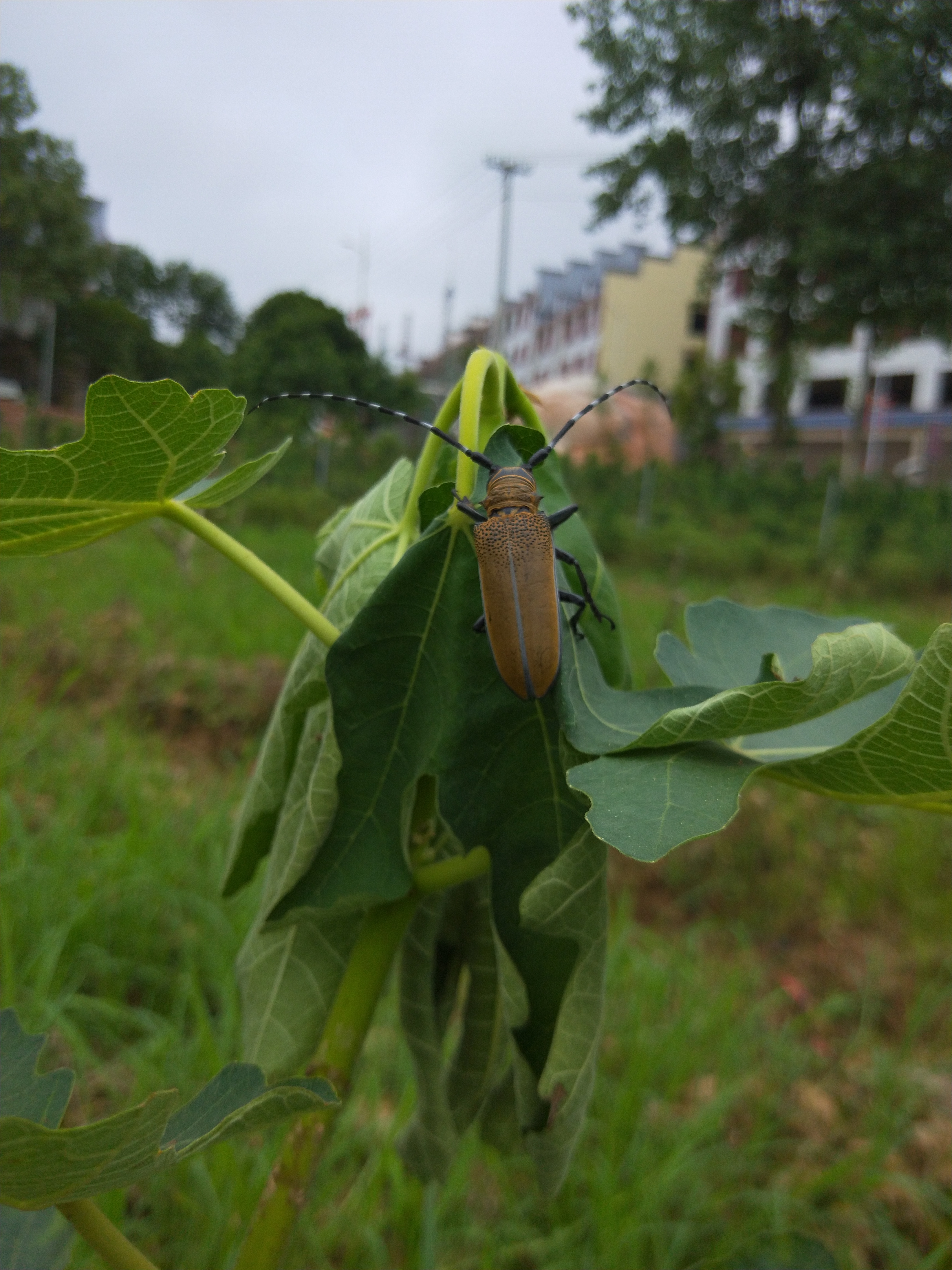 天牛幼虫在无花果树里面活多久,无花果上的天牛是几月份会有的