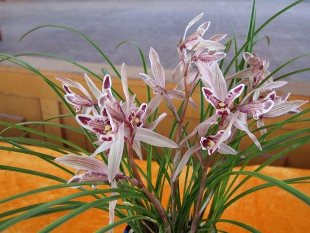 兰花介壳虫什么原因,兰花介壳虫的治疗