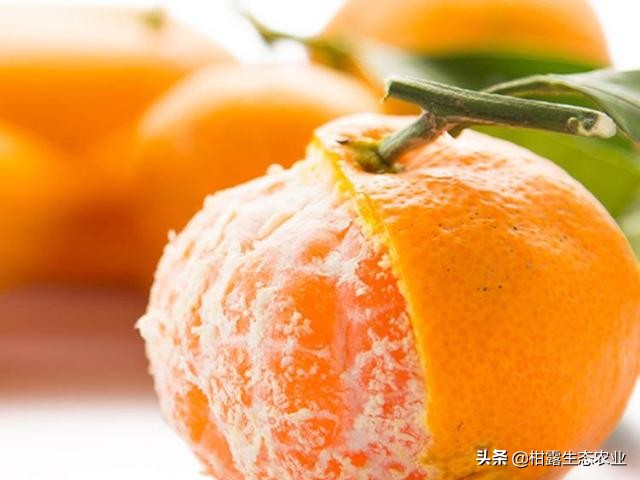 南丰蜜桔价格是什么,南丰蜜桔现在行情怎样