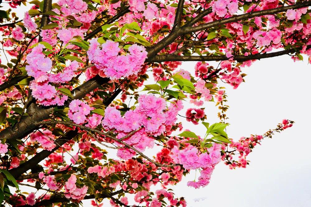 2023年四七九能全省招生吗,四七九自主招生录取线