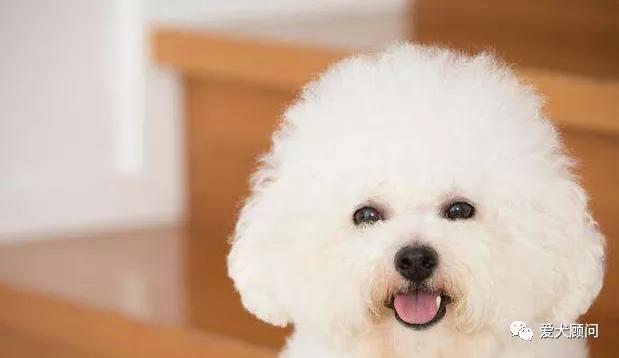 狗子害怕电瓶车？来，教你怎么带狗子克服它！