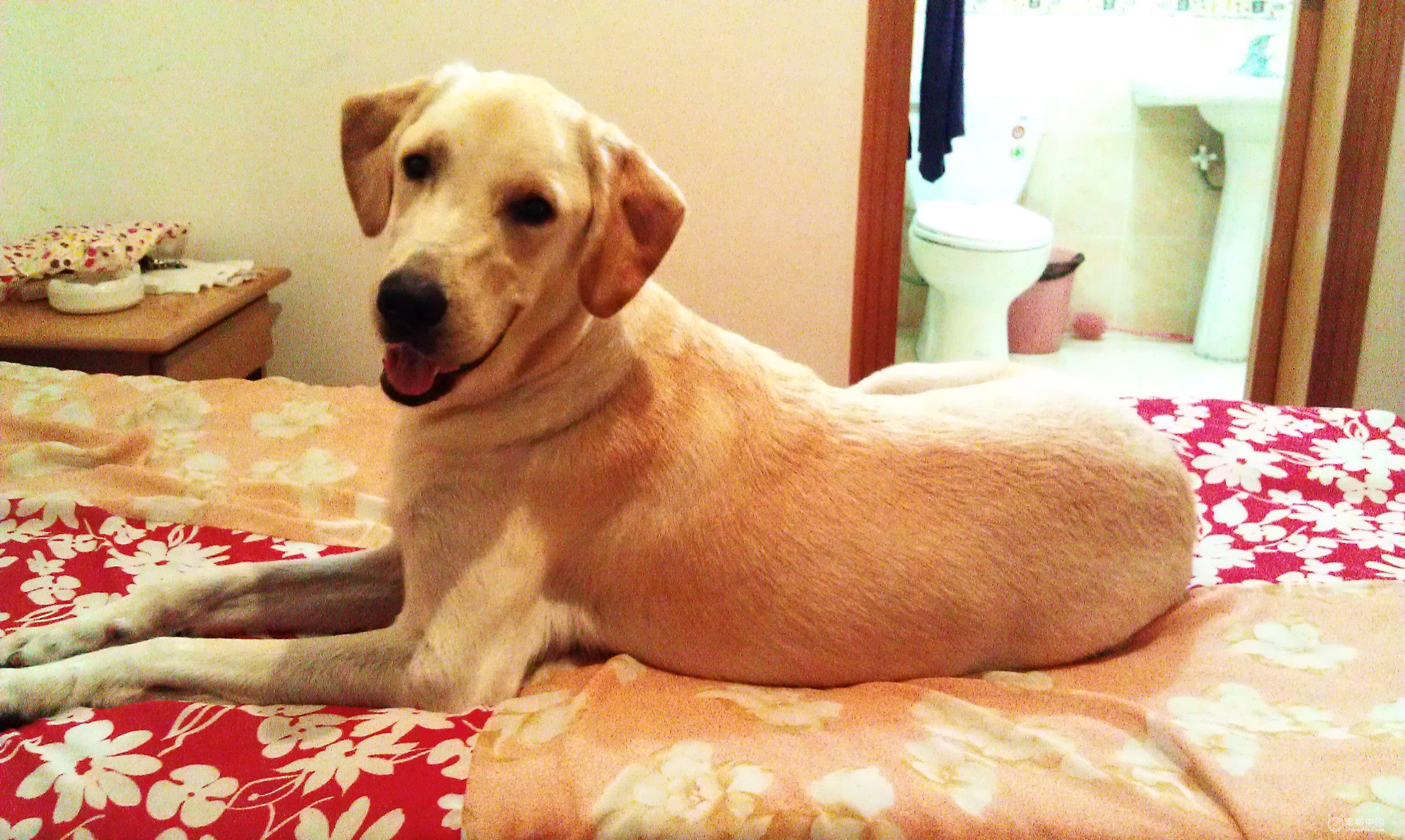 上海小警犬执勤时打盹,警犬累到打盹也站着