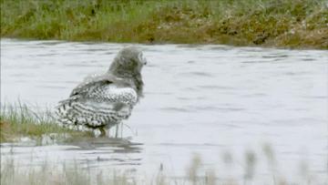 萌萌可爱猫头鹰宠物,宠物猫头鹰可爱合集