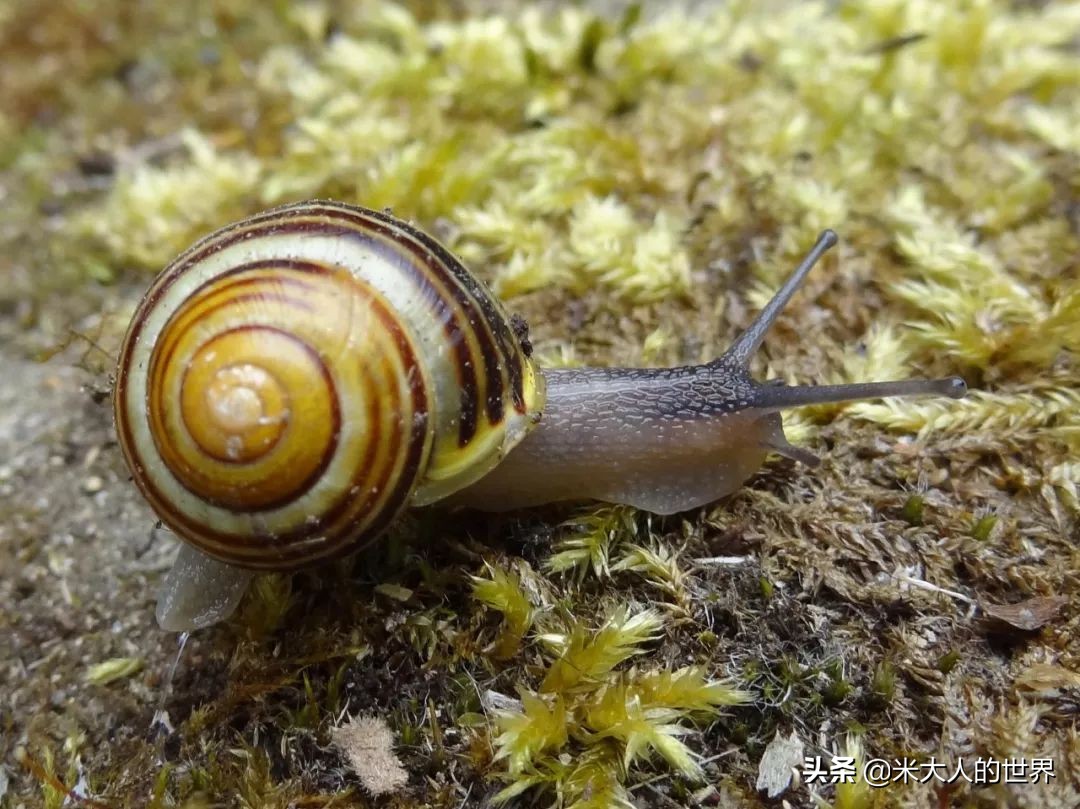 花园葱蜗牛：被人误解了上百年的小家伙，“其实我只对...