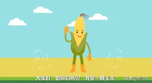 转基因玉米是不是伪命题,转基因玉米引起的风波