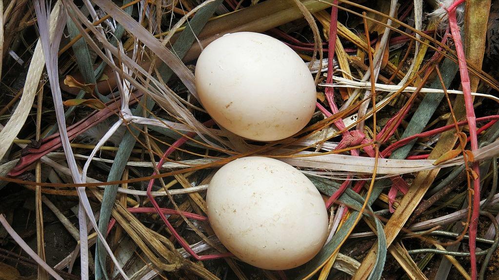 幼鸽出壳七天以内能喂啤酒酵母吗,刚孵出来的小鸽子需要谨慎什么