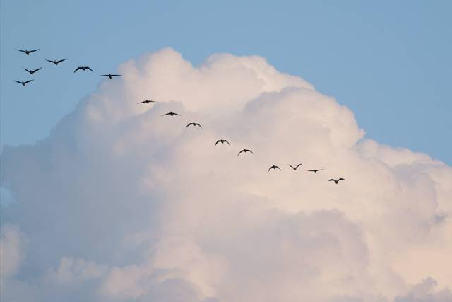 解读丨庄子思想中的鲲鹏精神
