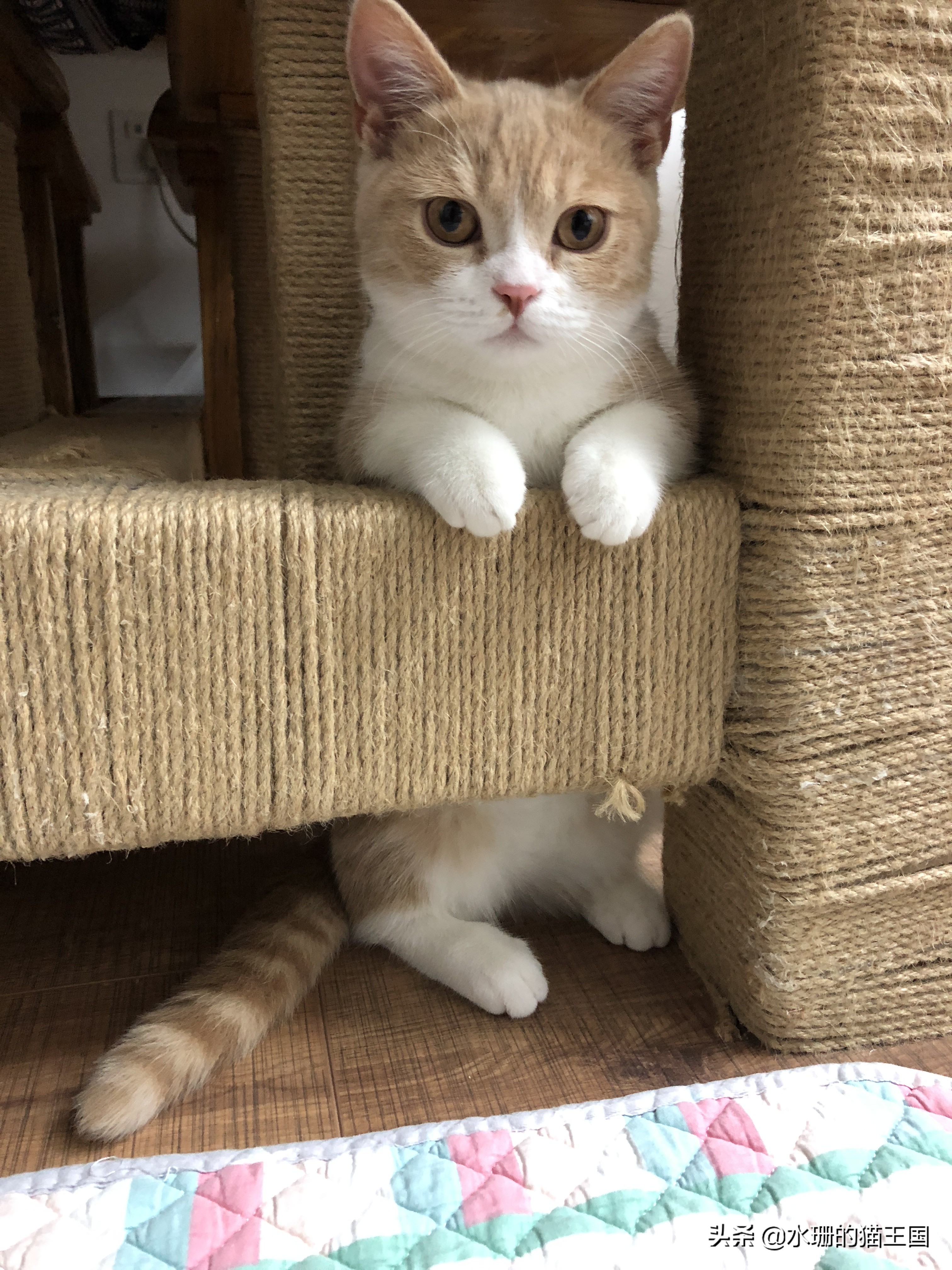 猫后腿有点瘸一碰就疼没有外伤,猫腿瘸了怎么判断骨折