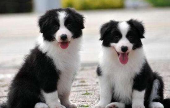 狗狗神经损伤最佳康复训练方法,如何判断狗狗内脏受损